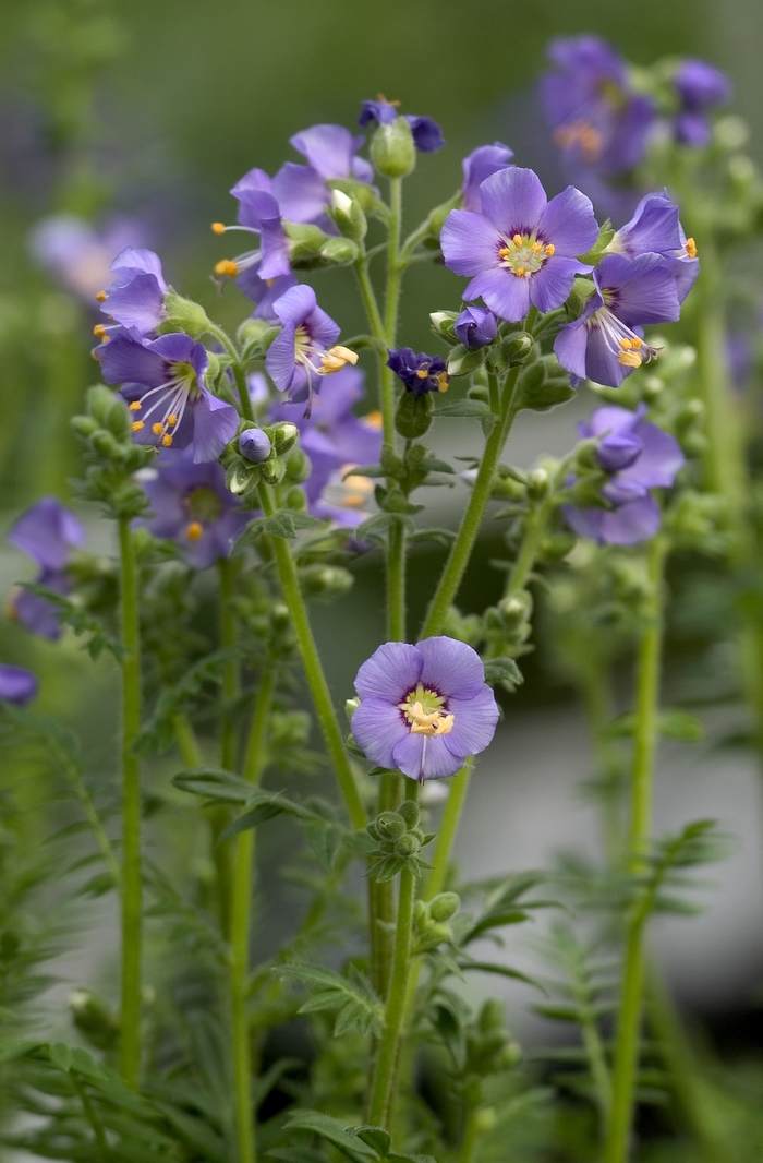 ''Heavenly Habit'' Jacob''s Ladder - Polemonium boreale