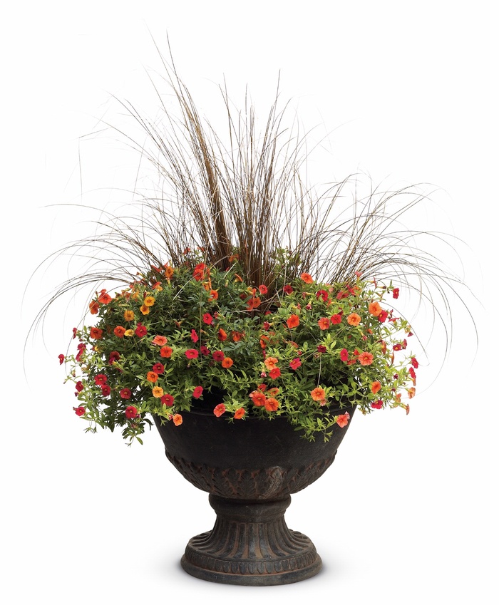 Superbells® Dreamsicle® - Calibrachoa hybrid Superbells® Dreamsicle® - Calibrachoa hybrid