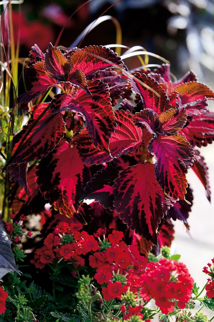 Solenostemon scutellarioides ‘Coleus’ | ColorBlaze™ Kingswood Torch