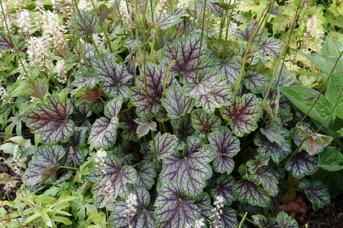 ''Green Spice'' Coral Bells - Heuchera americana ''Green Spice'' Coral Bells - Heuchera americana