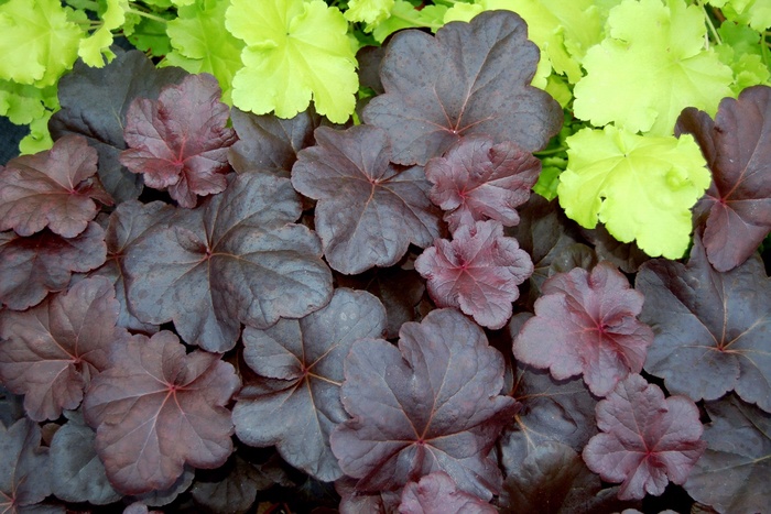 Coral Bells - Heuchera 'Obsidian' Coral Bells - Heuchera 'Obsidian'