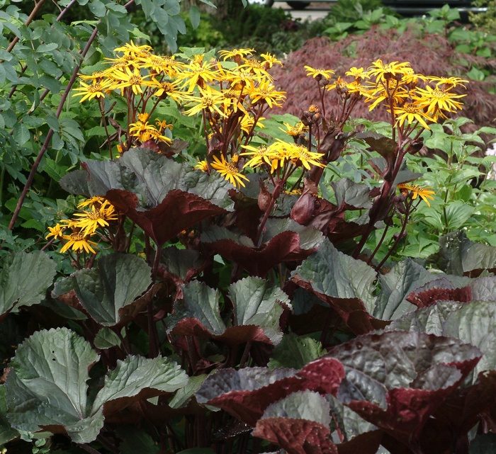 Britt Marie Crawford Ligularia - Ligularia dentata 'Britt Marie Crawford'