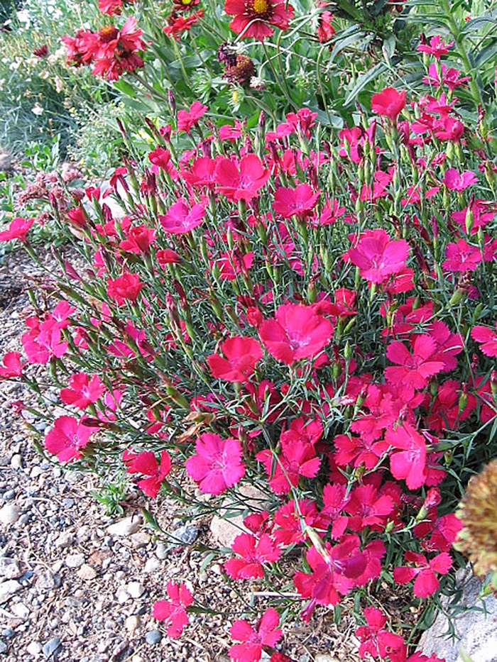 Dianthus Deltoides Zing Rose Pinks Maiden Jim Whiting Nursery 0874