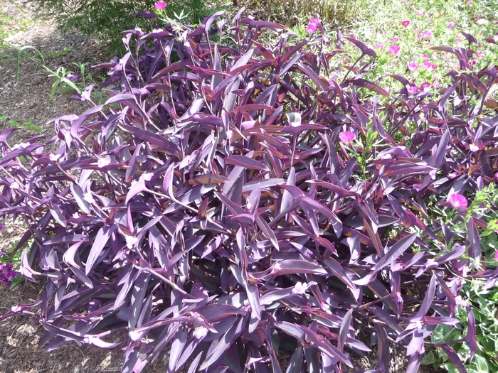 Purple Heart Wandering Jew - Setcreasea pallida 'Purple Queen' (Wandering Jew)