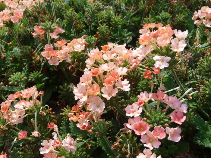 Lanai&reg; 'Peach' - Verbena 