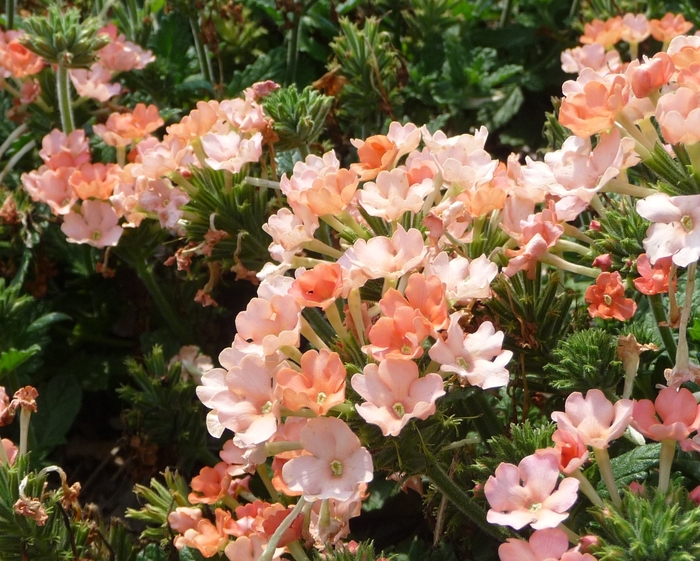 Lanai® Peach - Verbena hybrid Lanai® Peach - Verbena hybrid