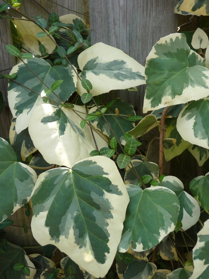 Hedera colchica var. dentata 'Variegata' | Variegated Persian Ivy | Jim ...