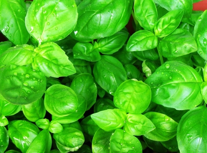 Basil - Ocimum basilicum Basil - Ocimum basilicum