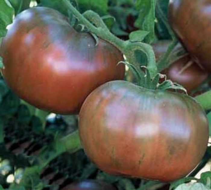 Heirloom Tomato - Lycopersicon esculentum 'Cherokee Purple' Heirloom Tomato - Lycopersicon esculentum 'Cherokee Purple'