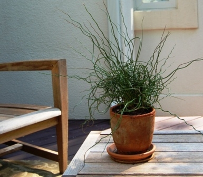 Curly Wurly - Juncus effusus 'Spiralis' Curly Wurly - Juncus effusus 'Spiralis'