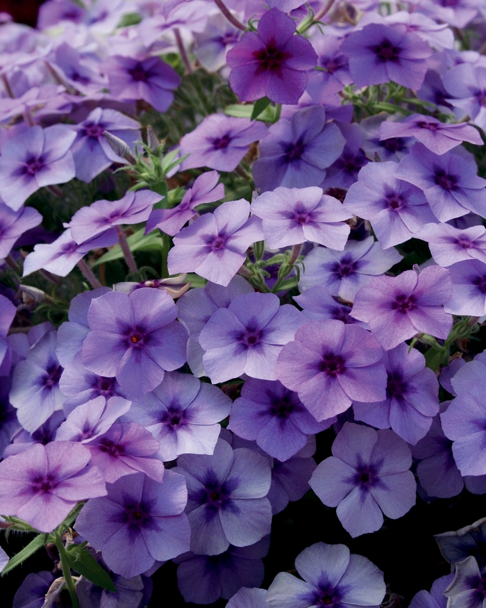 Intensia® ''Blueberry'' - Phlox Intensia® ''Blueberry'' - Phlox
