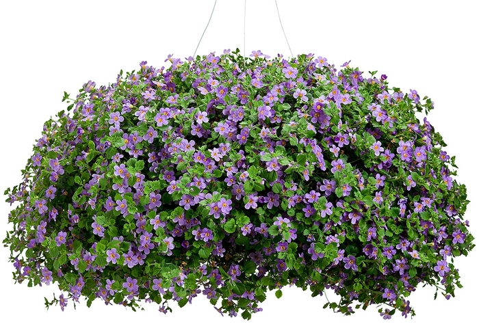 Snowstorm® Blue - Sutera cordata Snowstorm® Blue - Sutera cordata