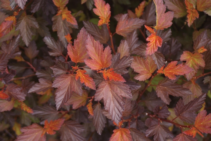 Coppertina™Ninebark - Physocarpus opulifolius 'Mindia' Coppertina™Ninebark - Physocarpus opulifolius 'Mindia'