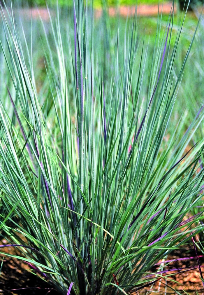 Jelitto Seed of Germany - Andropogon Prairie Blues
