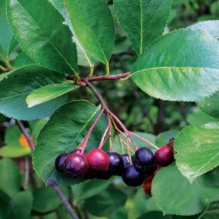 Glossy Black Chokeberry - Aronia melanocarpa elata