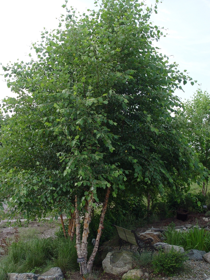 Heritage Birch - Betula nigra 