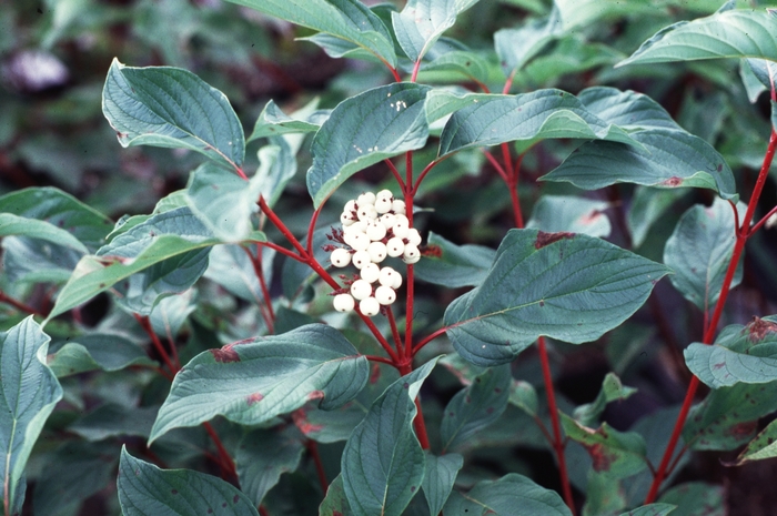 Red Twig Dogwood - Cornus sericea baileyi Red Twig Dogwood - Cornus sericea baileyi