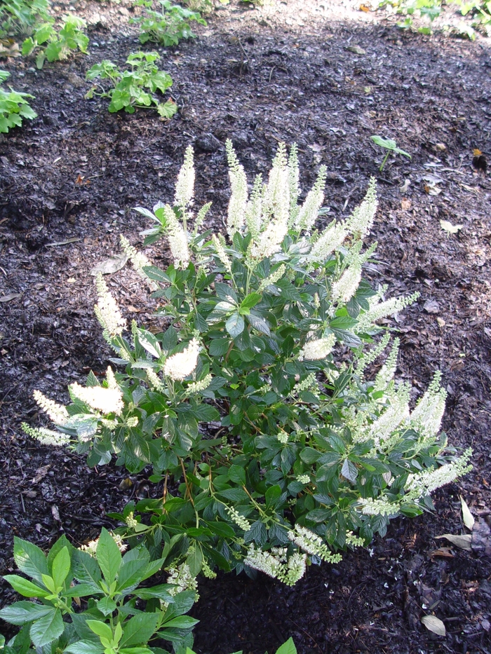 Summersweet - Clethra alnifolia 'Hummingbird'