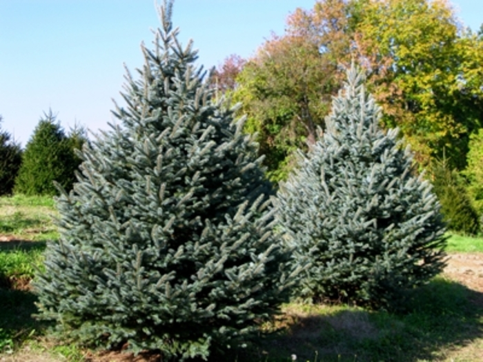 Fat Albert Blue Spruce - Picea pungens 'Fat Albert'