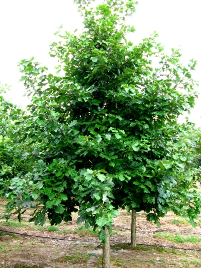 Swamp White Oak - Quercus bicolor