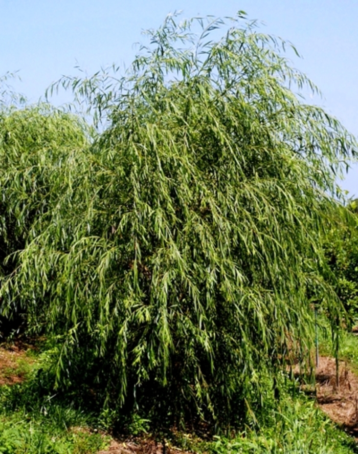 Niobe Weeping Willow - Salix alba 'Tristis'