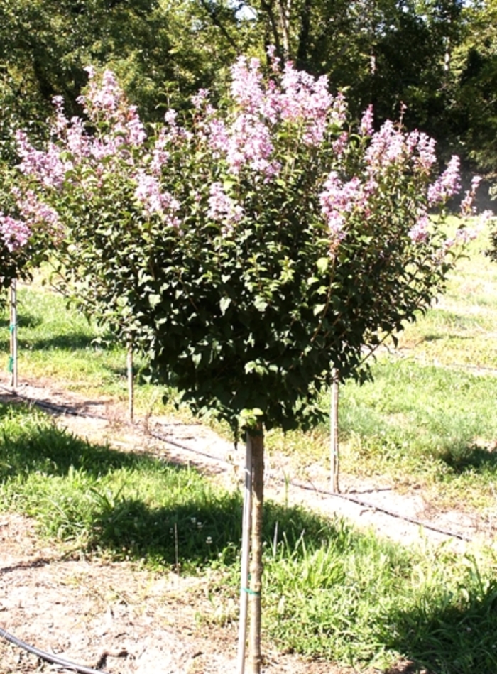 'Summer Charm®' Lilac - Syringa pekinensis