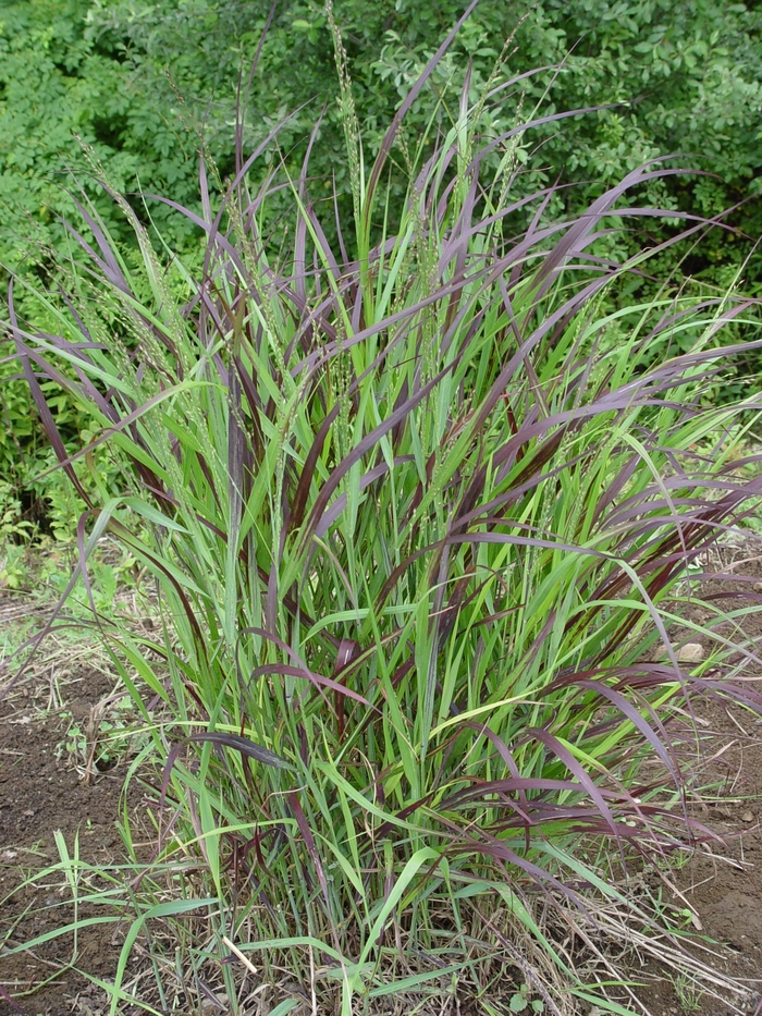 Shenandoah Switch Grass - Panicum virgatum ''Shenandoah''