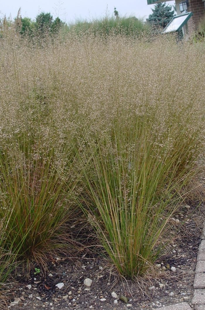 Prairie Dropseed - Sporobolus heterolepis Tara