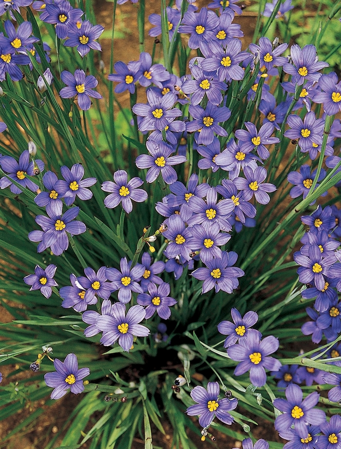 'Lucerne' Blue-Eyed Grass - Sisyrinchium angustifolium 'Lucerne' Blue-Eyed Grass - Sisyrinchium angustifolium