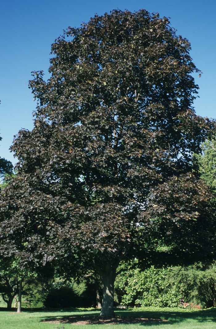 Crimson King Maple - Acer platanoides 'Crimson King' Crimson King Maple - Acer platanoides 'Crimson King'