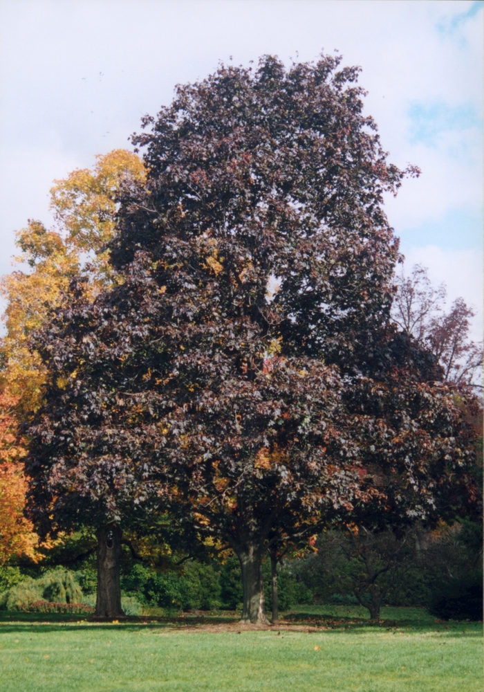 Crimson King Maple - Acer platanoides 'Crimson King' Crimson King Maple - Acer platanoides 'Crimson King'