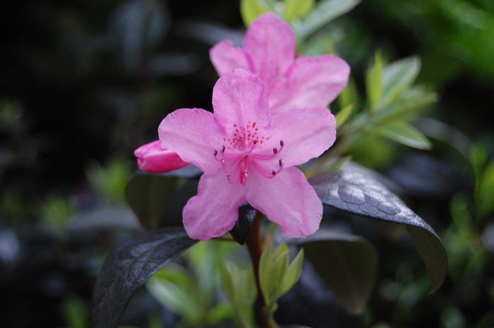 'Algo' - Rhododendron hybrid