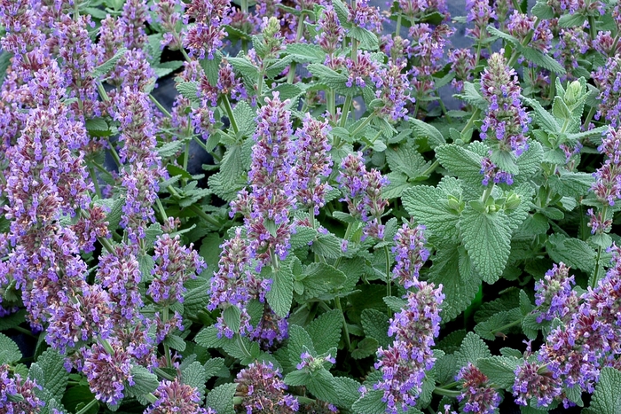 Catmint - Nepeta Little Trudy