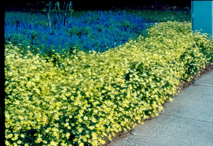 'Moonbeam' Tickseed - Coreopsis verticillata 'Moonbeam' Tickseed - Coreopsis verticillata