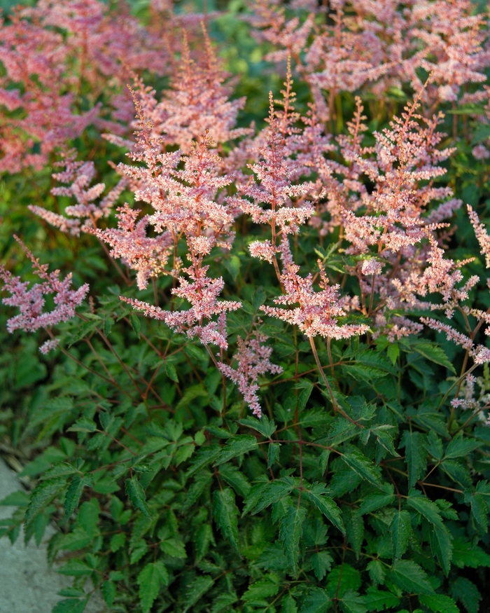 False Spirea - Astilbe 'Key Largo' False Spirea - Astilbe 'Key Largo'