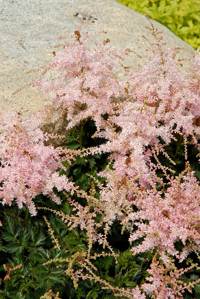 False Spirea Astilbe - Astilbe simplicifolia 'Pink Lightning' False Spirea Astilbe - Astilbe simplicifolia 'Pink Lightning'