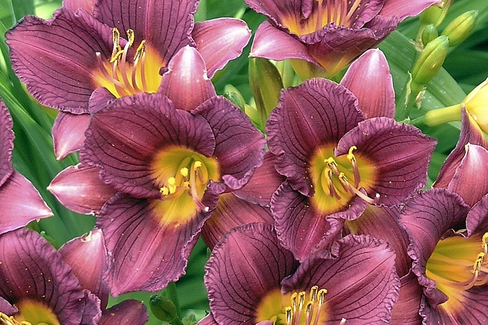 Daylily - Hemerocallis 'Purple de Oro'