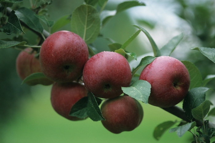 Red Prairie Spy Apple - Malus 'Red Prairie Spy' Red Prairie Spy Apple - Malus 'Red Prairie Spy'