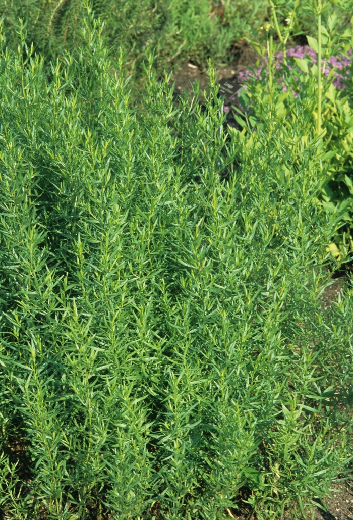 Tarragon - Artemisia dracunculus