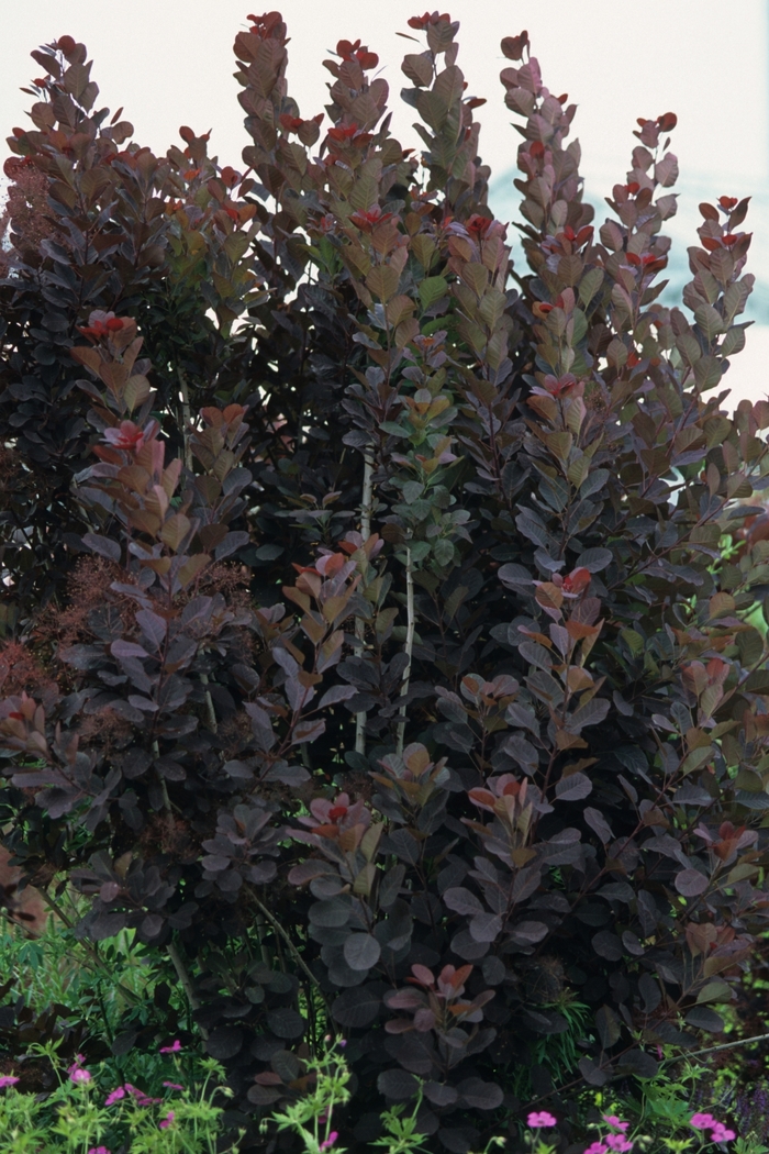 Grace Smokebush - Cotinus 'Grace' Grace Smokebush - Cotinus 'Grace'