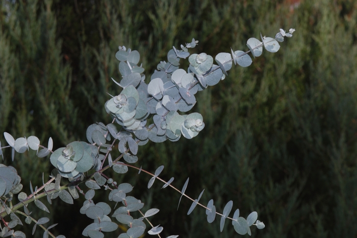 Gum Tree Eucalyptus - Eucalyptus cinerea Gum Tree Eucalyptus - Eucalyptus cinerea
