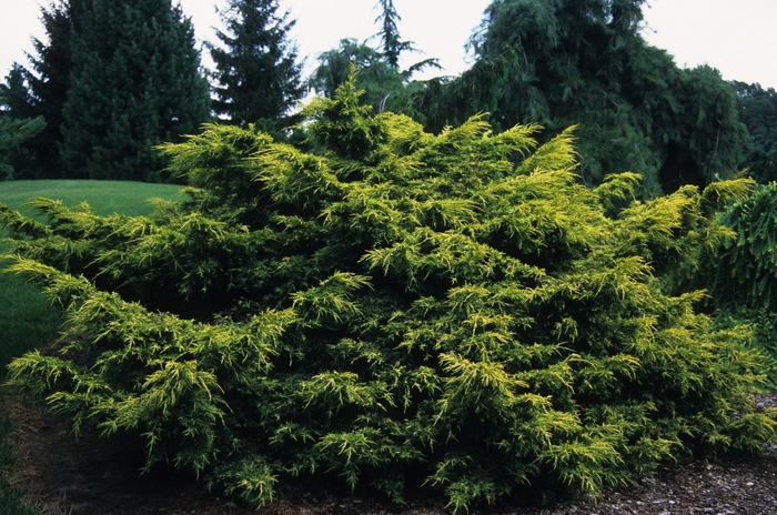 Saybrook Gold Juniper - Juniperus chinensis 'Saybrook Gold'
