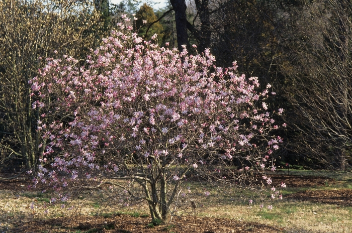 Leonard Messel Magnolia - Magnolia x loebneri 'Leonard Messel'