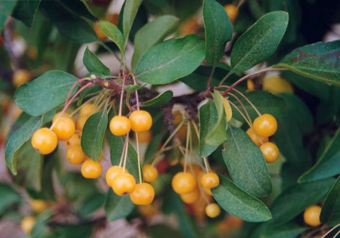 Cinderella® Crabapple - Malus 'Cinzam' Cinderella® Crabapple - Malus 'Cinzam'