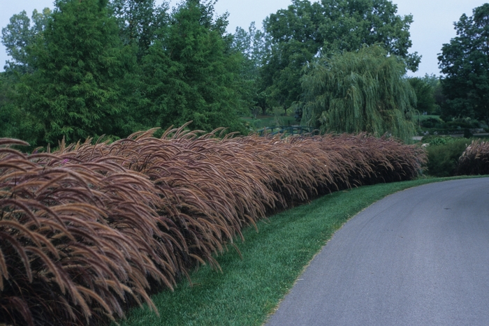 Graceful Grasses™ - Pennisetum setaceum 'Rubrum' ' Rubrum Purple Fountain Grass'