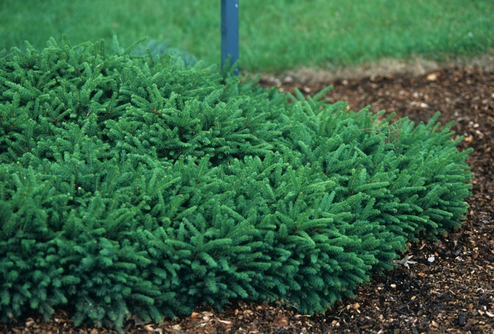 Pumila Dwarf Spruce - Picea abies 'Pumila'