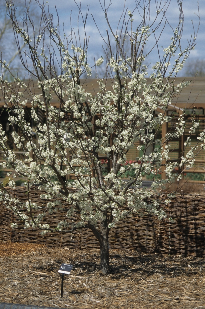 Superior Plum - Prunus domestica 'Superior'