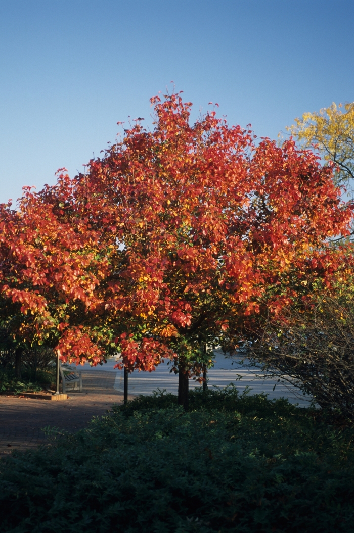 Autumn Blaze Pear - Pyrus calleryana 'Autumn Blaze'