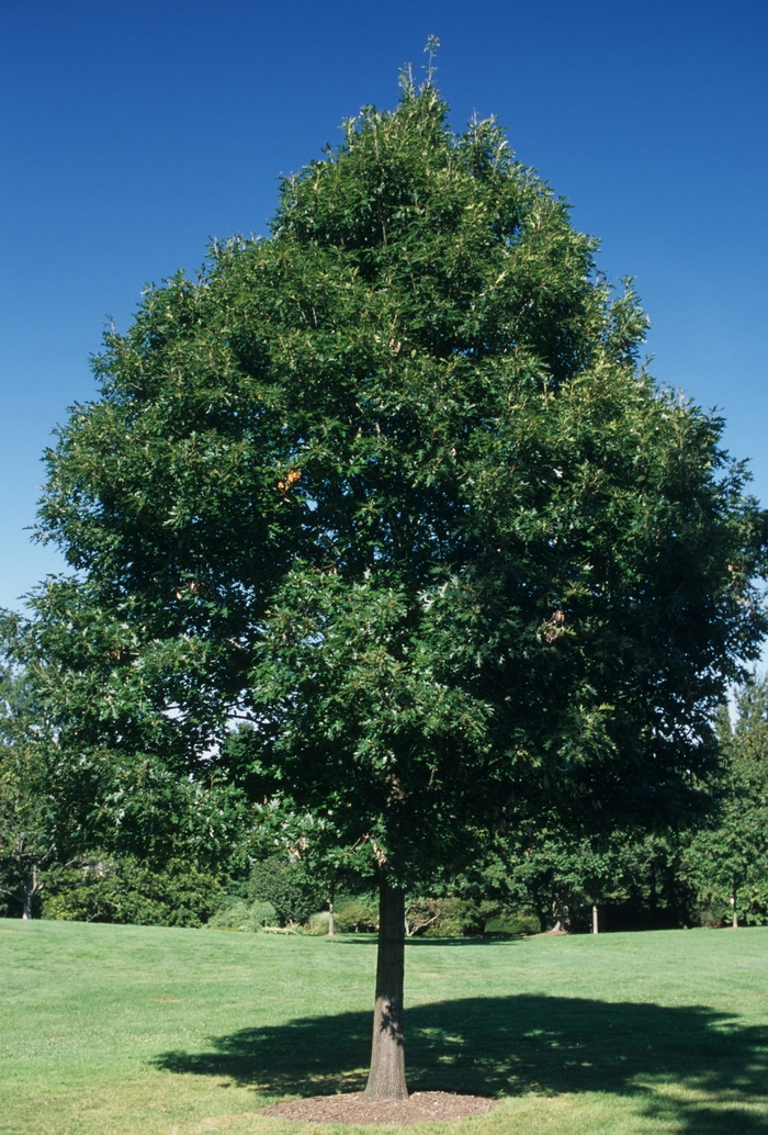 Quercus rubra | Red Oak | Jim Whiting Nursery
