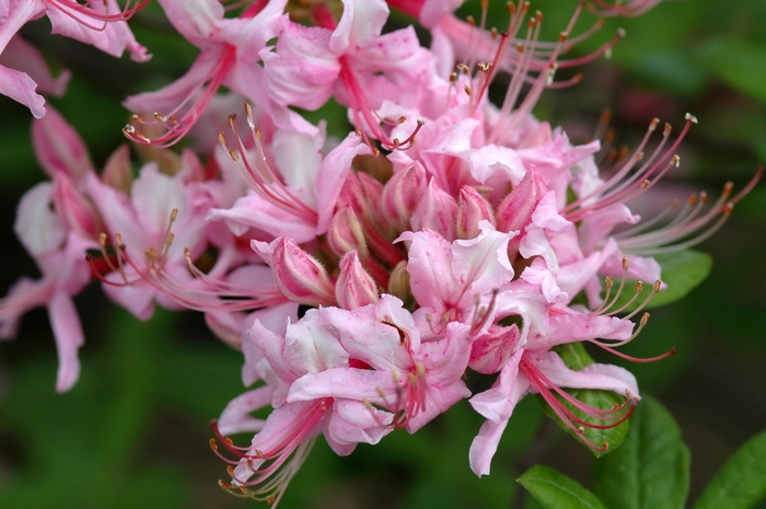  'Northern Hi-Lights' - Rhododendron hybrid